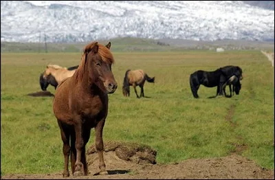 Tout les islandais possèdent-ils les cinq allures ?