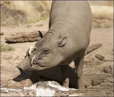 Quel est cet animal ?