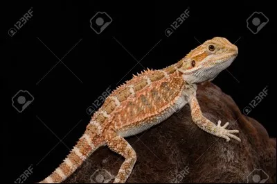 Quel est ce lézard australien ?