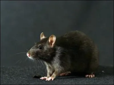 Quel personnage a cet Animagus ?