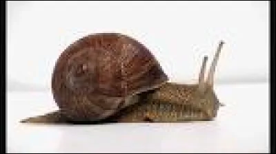 Quel personnage a cet Animagus ?