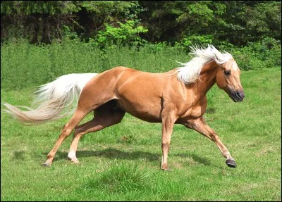 Quelle est cette robe ?