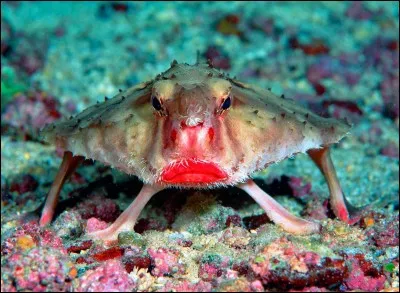 Quel est ce poisson ?