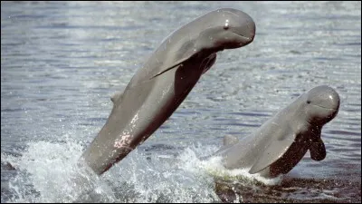 Qu'est-ce que c'est ?