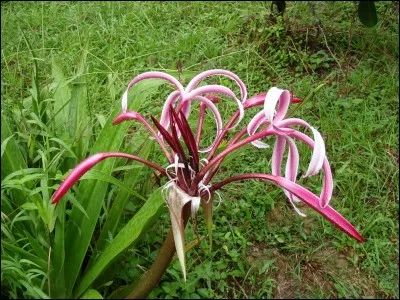 Mot de création récente, ou emprunté à une autre langue !
