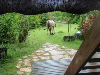 A ce qu'il paraît, si on le chasse il revient au galop !
