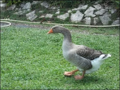 Chant religieux des Noirs d'Amérique !
