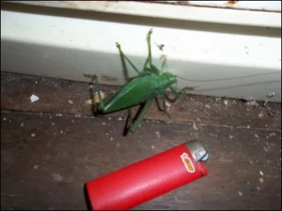 Dans les années 40, sa moustache fit fuhrer !