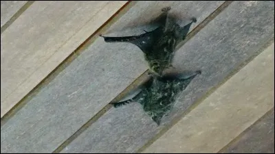 De toutes les matières - C'est la ouate qu'elle préfère - Passive, elle est pensive - En ... de soie !