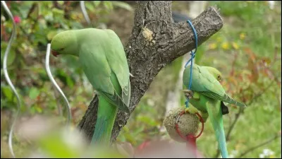 Fête que les Grecs anciens célébraient à chaque nouvelle lune !