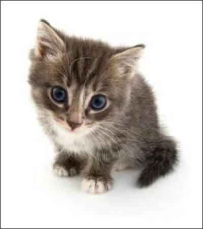 Quelles sont tes couleurs préférées ?