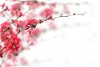 Quelle est ta plante préférée ?