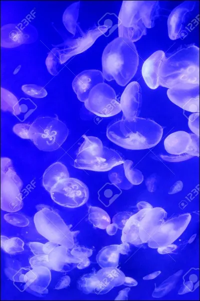 Par contre, attention à ne pas se faire piquer par les :