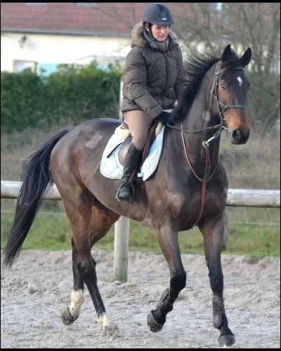 Pour faire avancer ton cheval à la monte, tu :