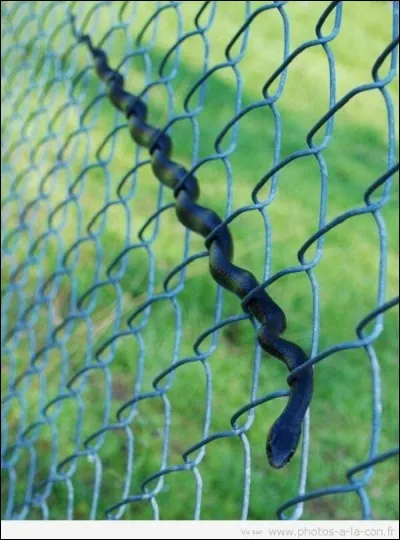 Serpent adaptable ! Quel est le serpent le plus dangereux du monde ?
