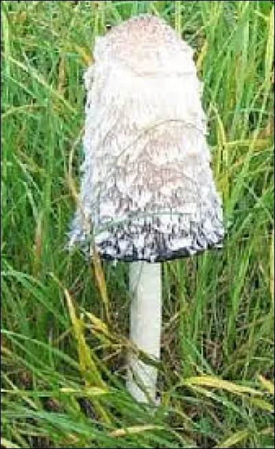 Quel est le nom de ce champignon ?