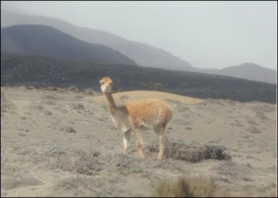Quel est cet animal d'altitude courant en Équateur ?