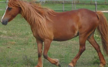 Quiz Galop 1