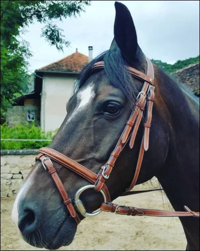 Quelle partie du filet met6on dans la bouche du cheval ?