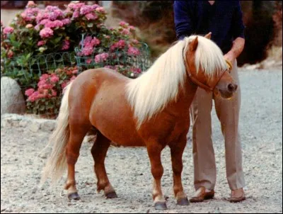 Comment s'appelle cette robe ?