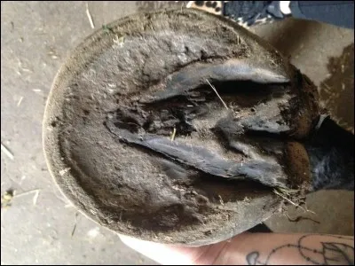 A quoi faut-il faire attention quand on cure les pieds d'un poney ?