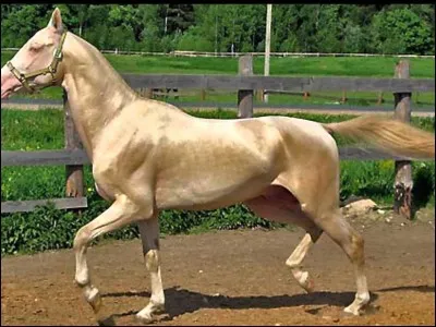 Ce cheval est-il élu "le plus beau cheval du monde" ?