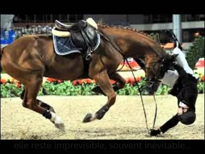 Que doit-on offrir après une chute de cheval ?
