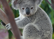 Quiz Quizz Koala (culture gnrale)