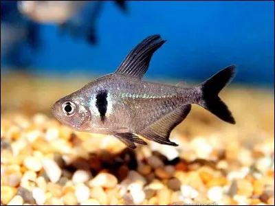 Le tetra noir est originaire ...