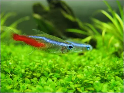 Trouvez la bonne orthographe du nom scientifique du néon bleu ?