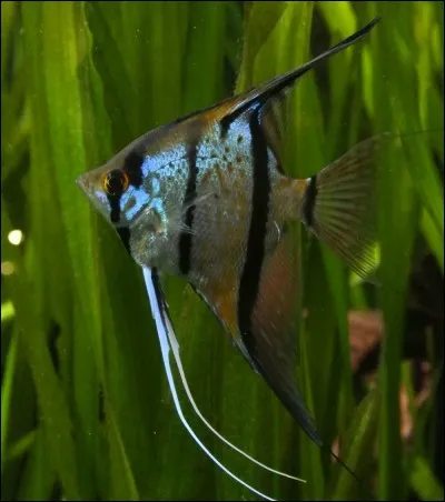 Qui est un scalaire ?