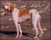 Quelle est la race du chien ci-dessous?