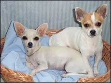 Quelle est la race du chien ci-dessous?