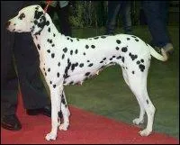 Quelle est la race du chien ci-dessous?