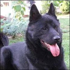 Quelle est la race du chien ci-dessous?