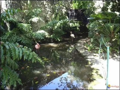 Qu'est-ce que la mangrove ?