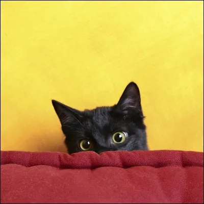 Mon premier est un petit étang
Mon second est la 9ème lettre de l'alphabet
Mon troisième est un mot de négation
Mon tout est la proche de la mer