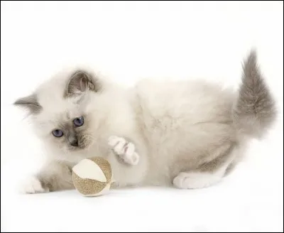 Je suis un instrument de musique, qui bien sûr, s'entend, mais ne se voit pas et ne se touche pas. Je suis au pluriel. Qui suis-je ?