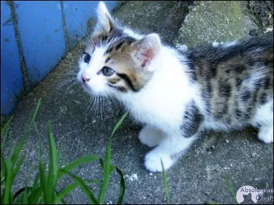 Mon premier sert à trancher, en bricolage
Mon second est la partie de bois d'un arbre.
Mon tout est un fruit.
