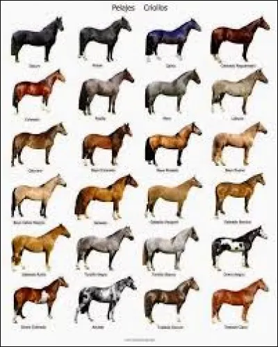 Quelle robe préfères-tu ?