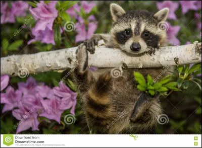 J'étais un trappeur, ma vie, d'après Disney, se termina dans un fort !