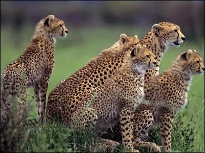 Quel animal préfères-tu ?