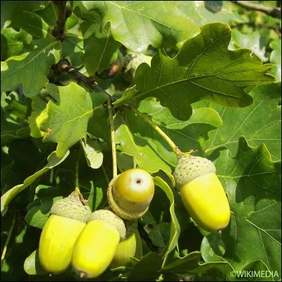 Comment s'appelle cet arbre ?