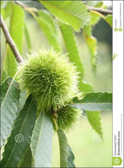 Comment s'appelle cet arbre ?