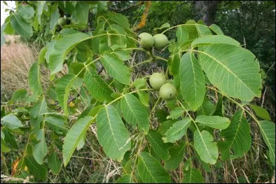 Comment s'appelle cet arbre ?