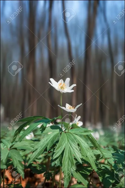 Quel est le nom de cette fleur ?