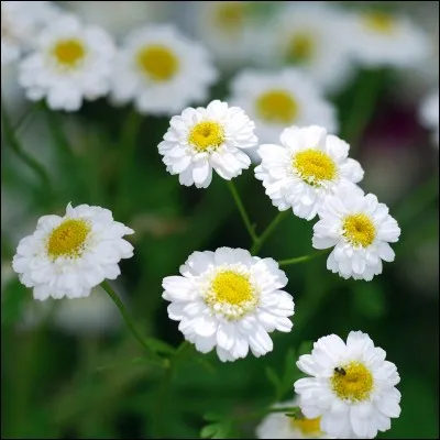 Quel est le nom de cette fleur ?