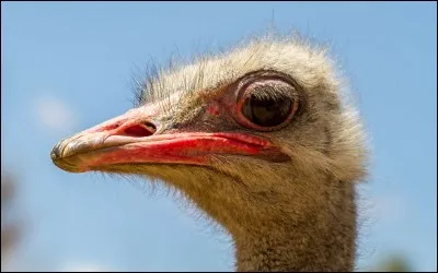 Quel est le poids moyen d'un uf d'autruche ?