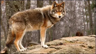 Le coyote vit en Afrique du Sud.