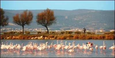 Laquelle de ces villes est le plus souvent associée à l'étang de Thau ?